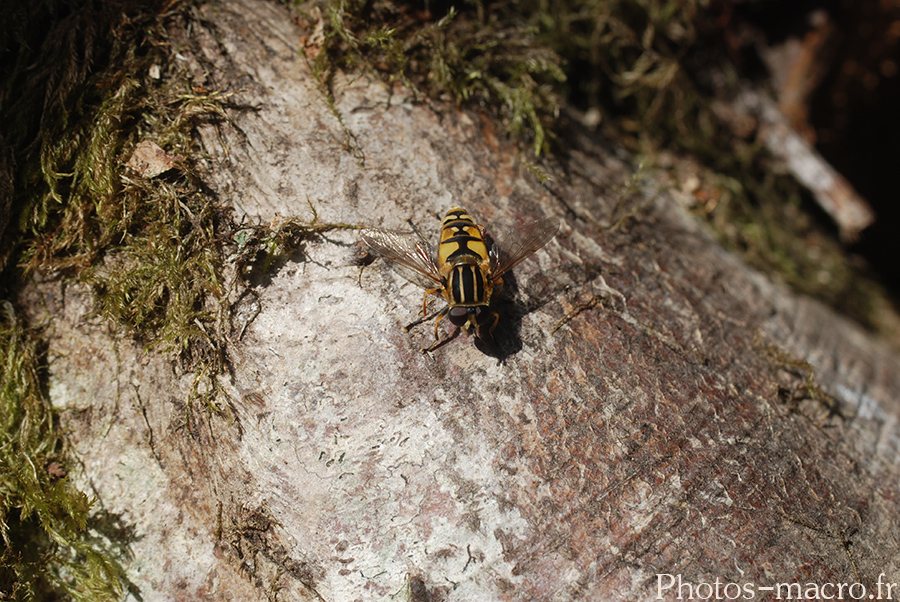 Helophilus pendulus